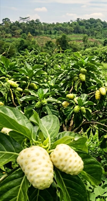 Farm